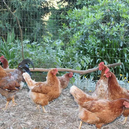 Quinta Faias Country house Camacha (Madeira)