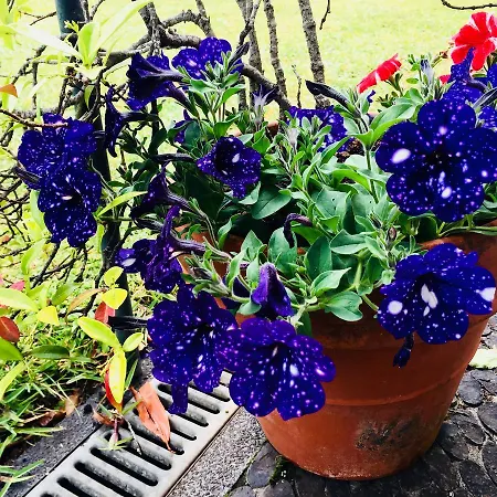 Lantställe Quinta Faias Camacha (Madeira)